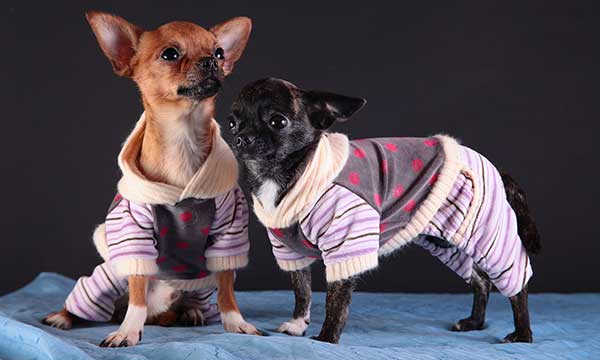 Dress Up Your Pet Day