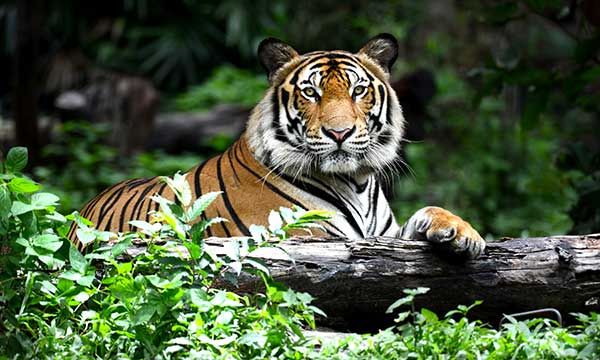 International Tiger Day