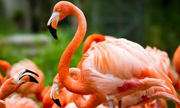 Pink Flamingo Day Holiday Smart pink-flamingo-day-holiday-smart