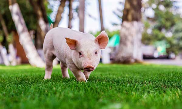 Pig Day