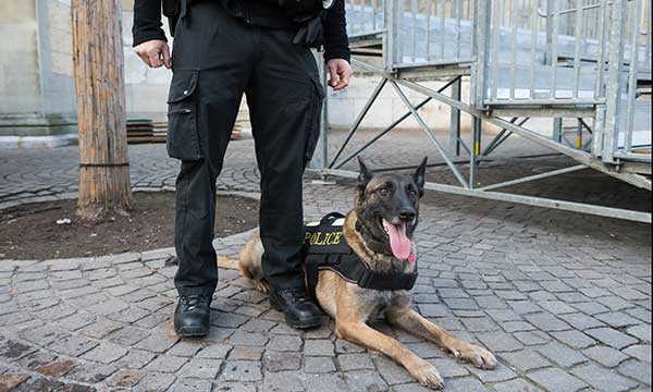 K-9 police