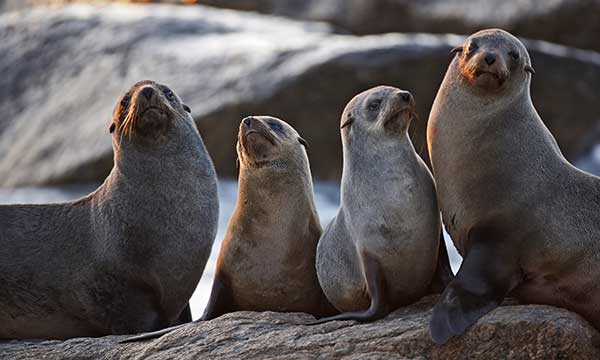 Day of Action for the Seals