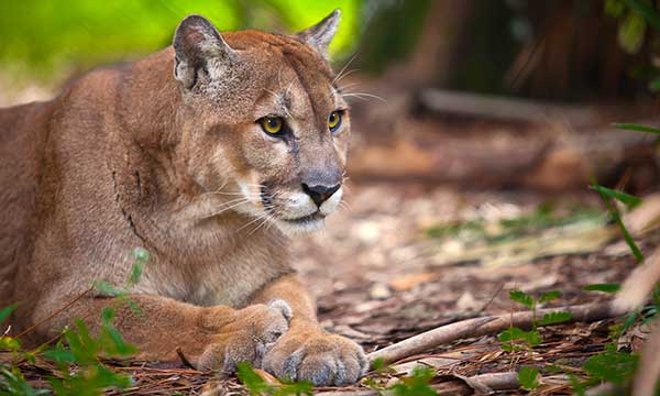 Endangered Species Day