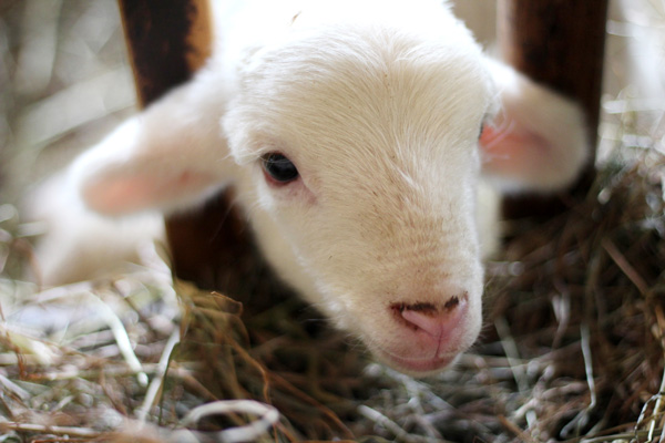 Farm Animals Day