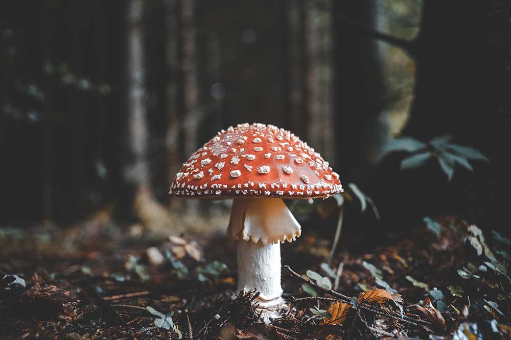 Day of the Mushroom