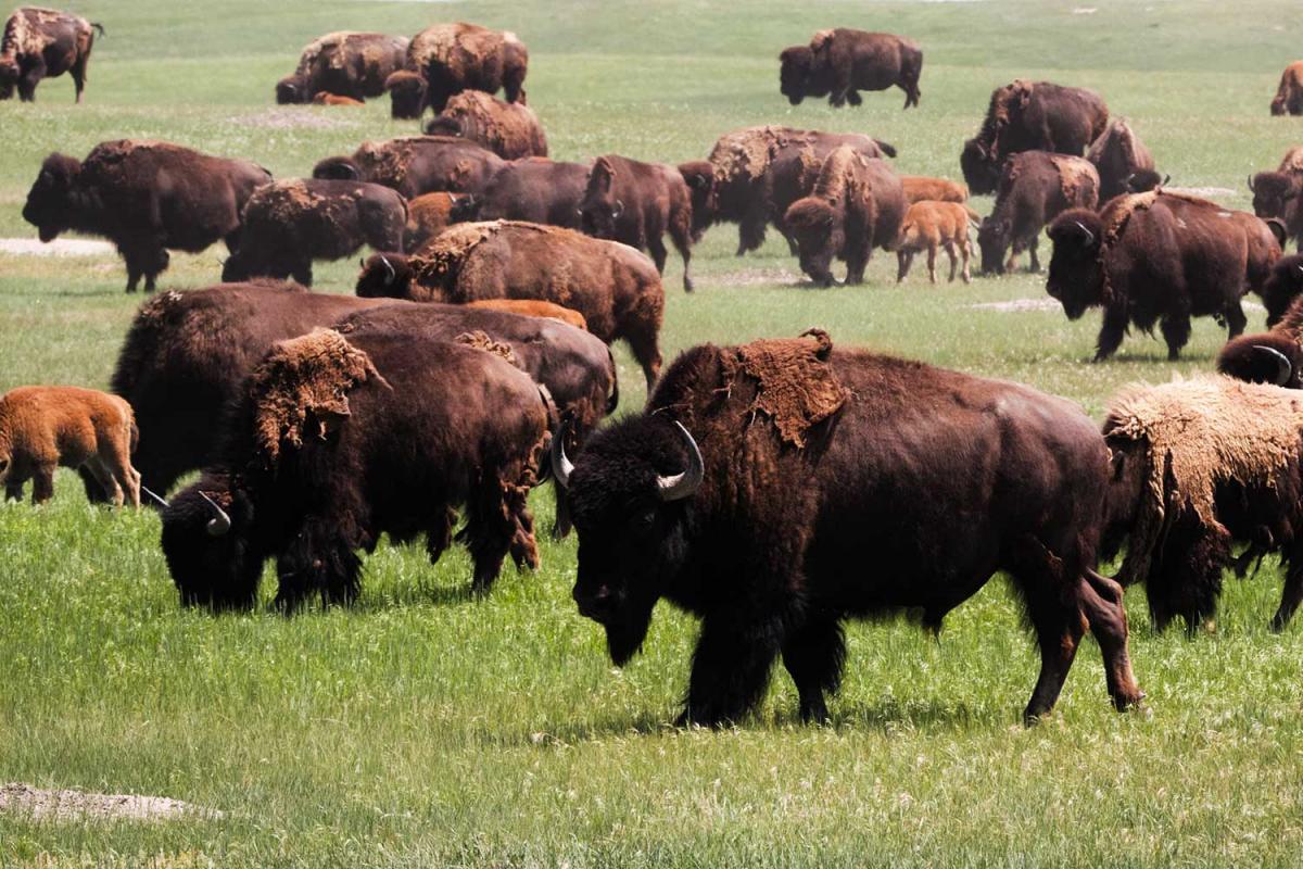 Bison Day