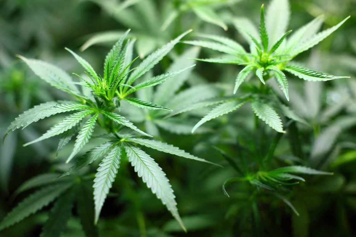 International Cannabis Day