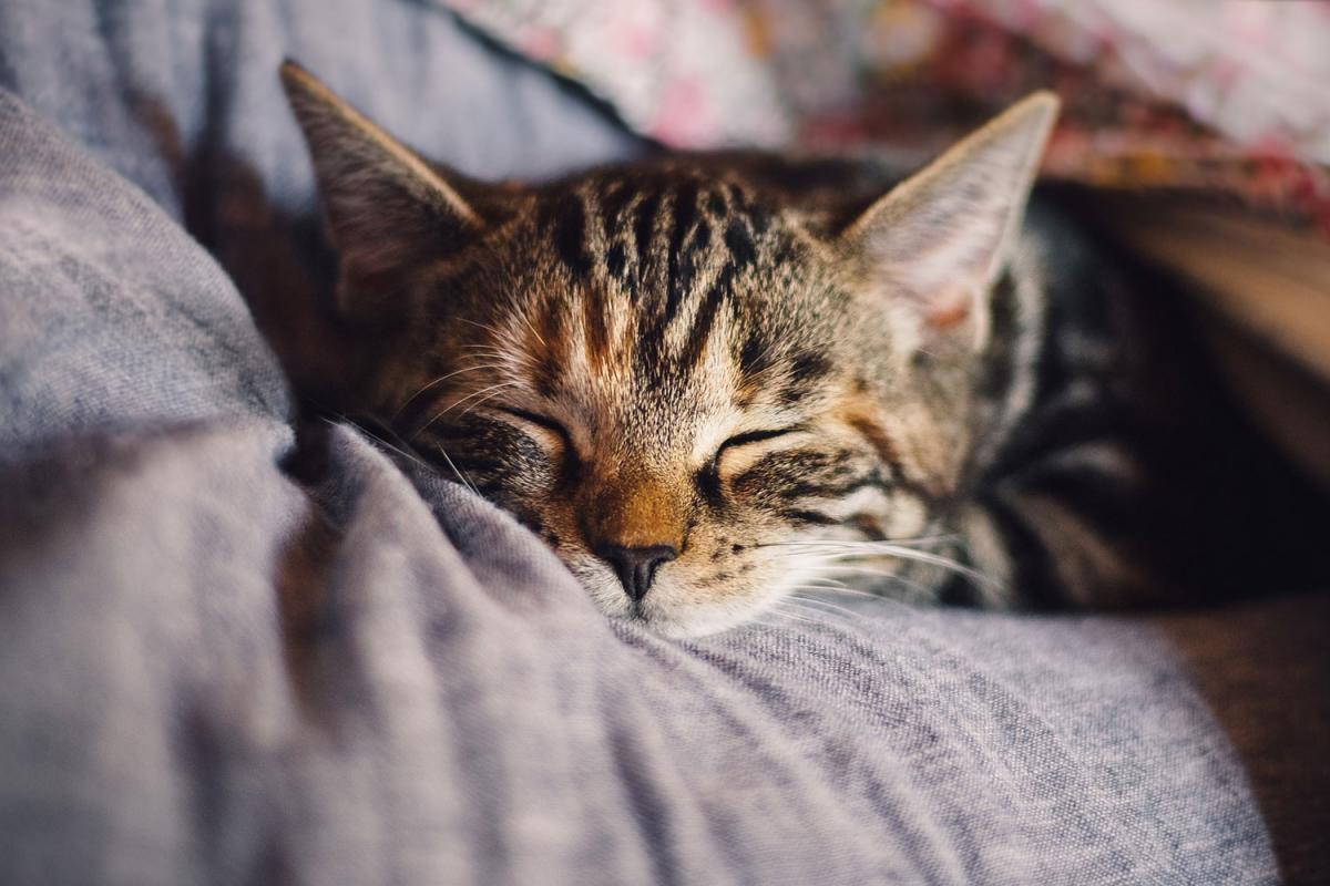 Hug Your Cat Day | Holiday Smart