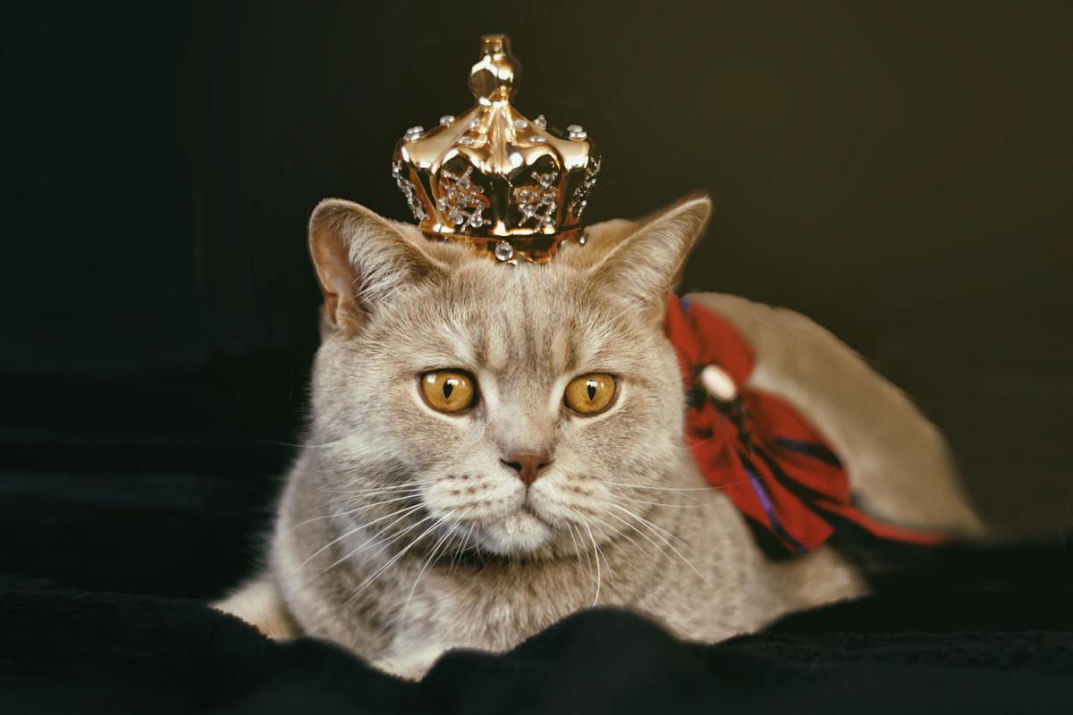 Respect Your Cat Day