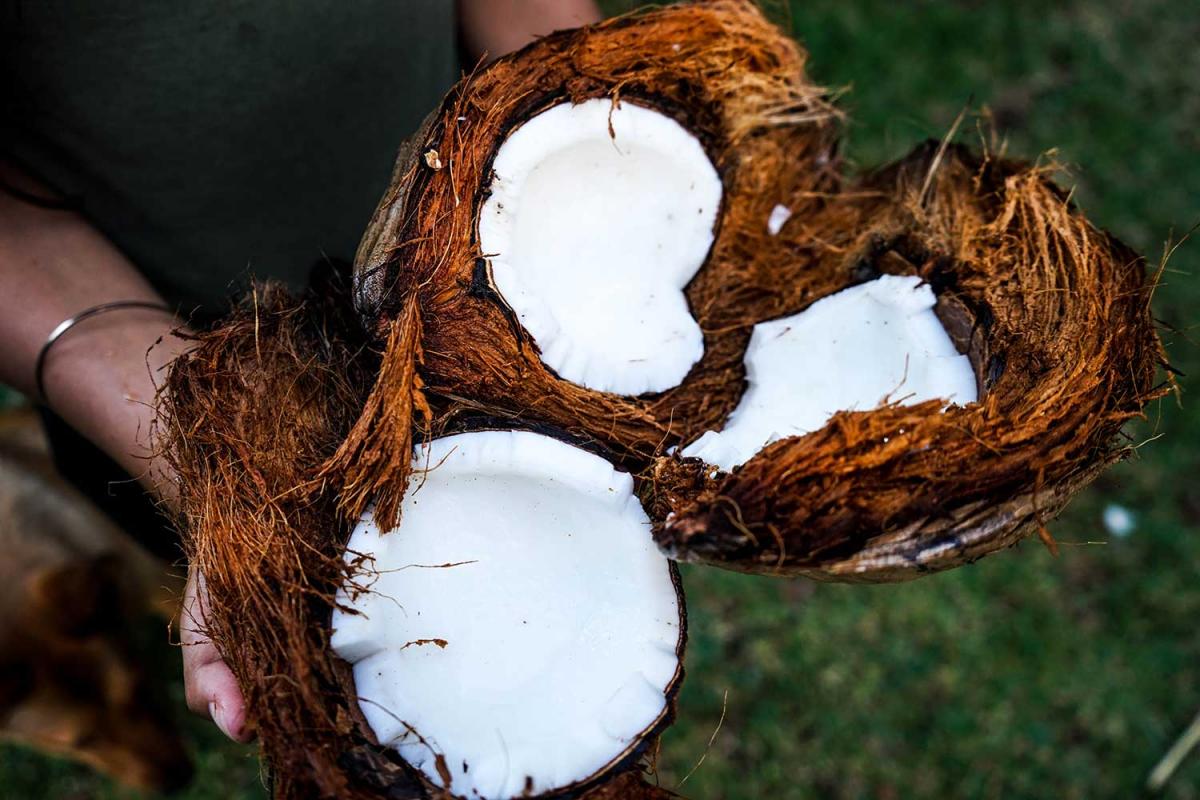 Coconut Day