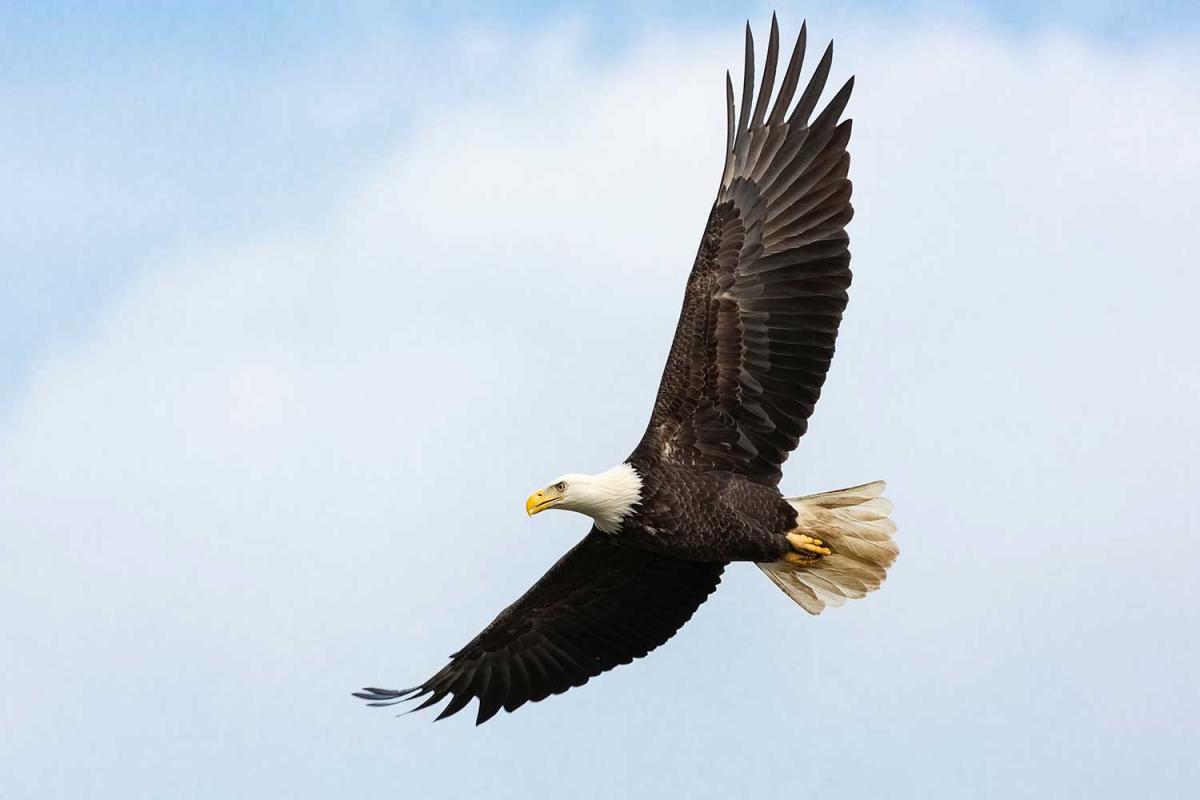 Save the Eagles Day