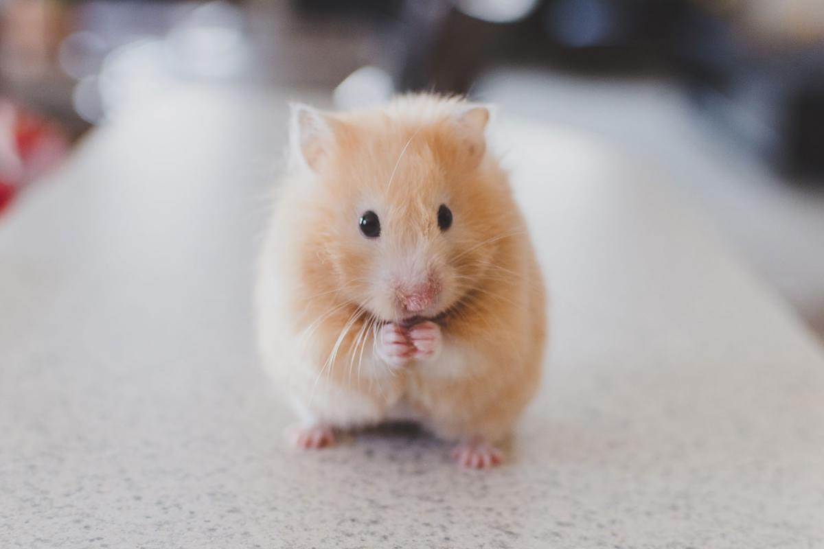 Hamster Day