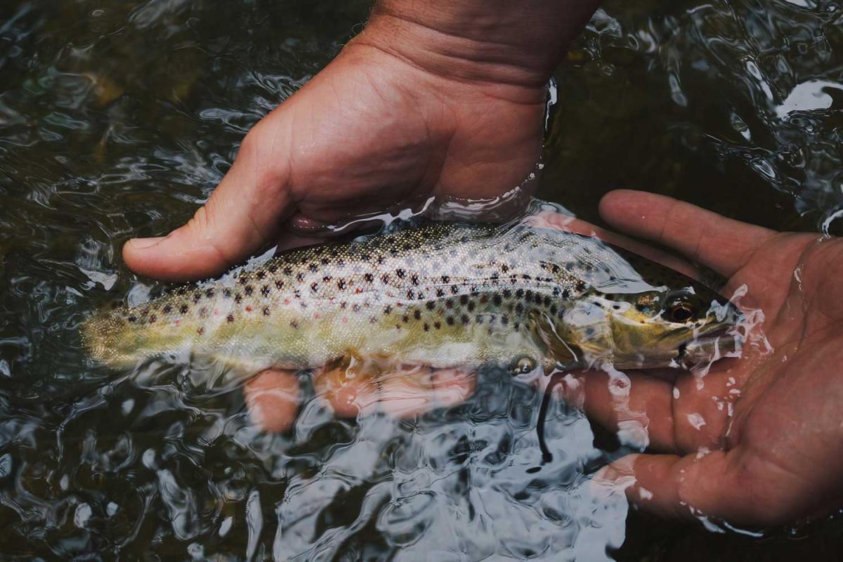 Catch and Release Day