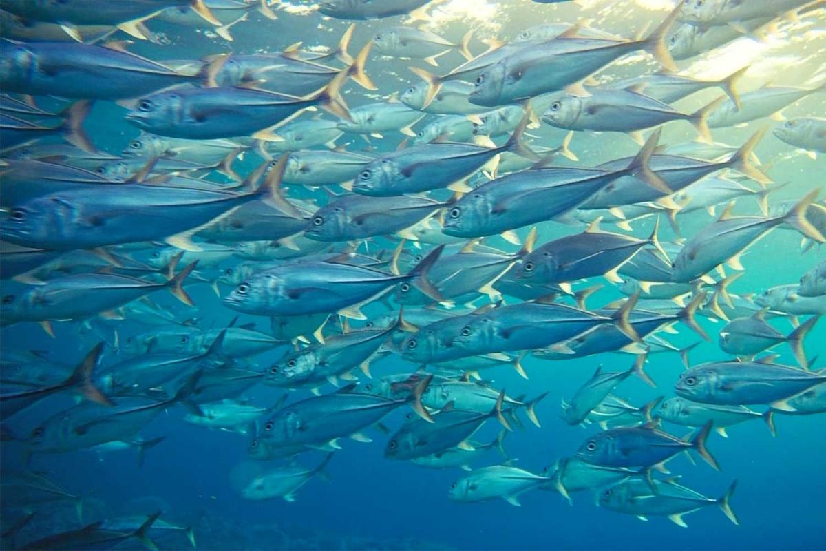 World Tuna Day | Holiday Smart