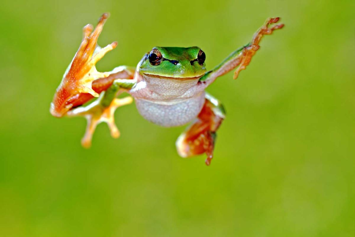 Frog Jumping Day