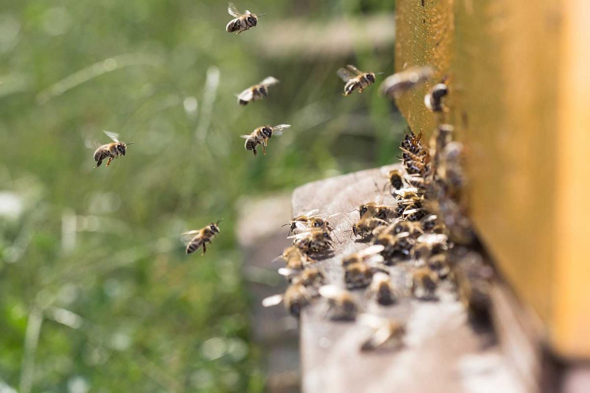World Bee Day
