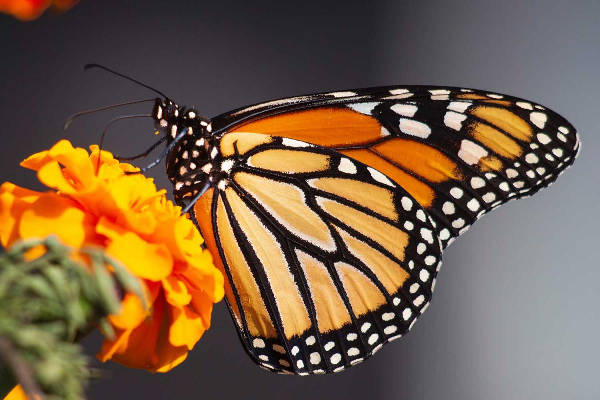 Start Seeing Monarchs Day