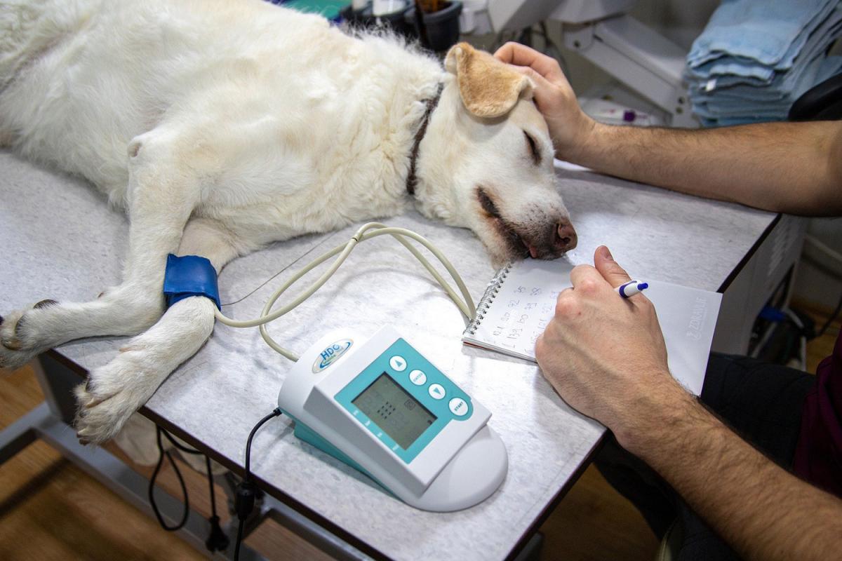 Pet CPR Day