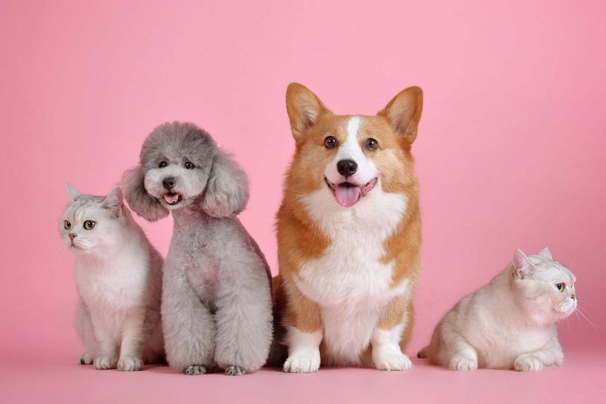 World Spay Day