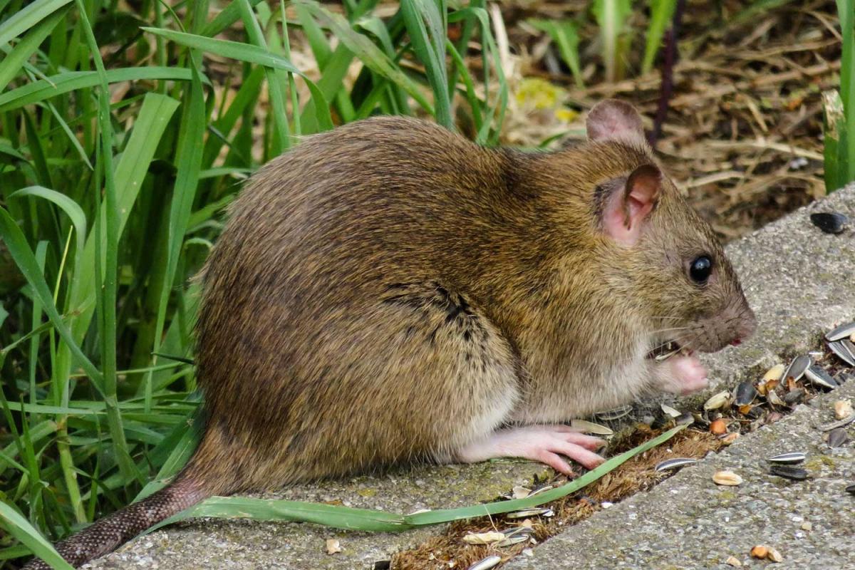 World Rat Day