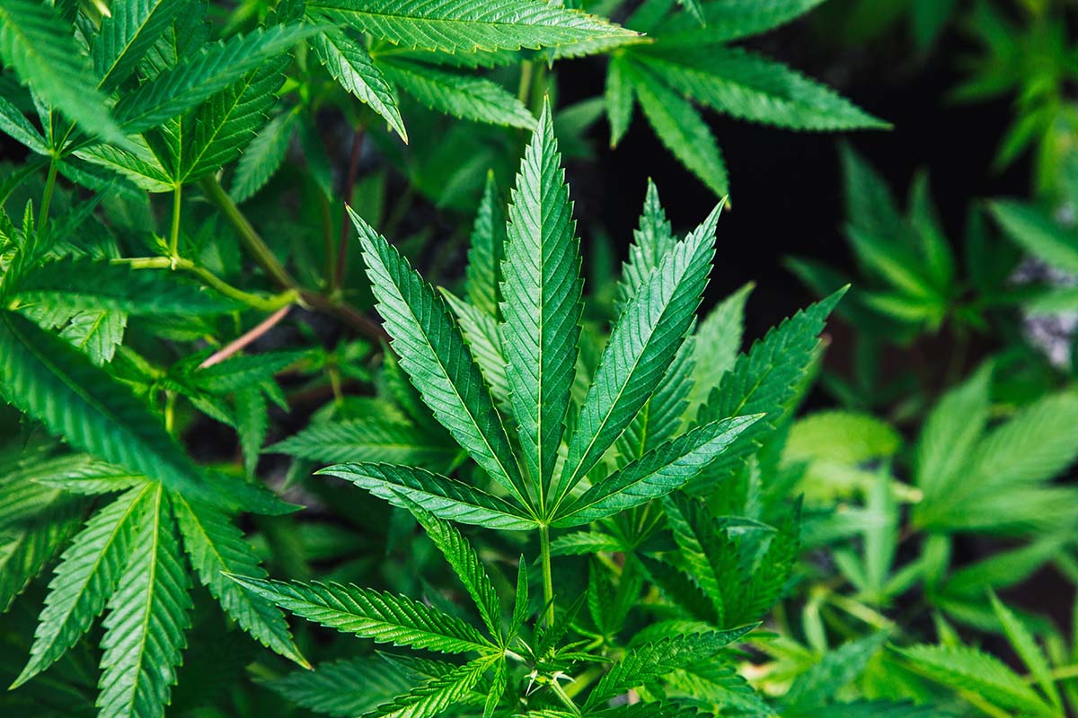 Hemp Day