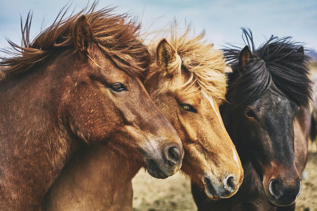 Help a Horse Day