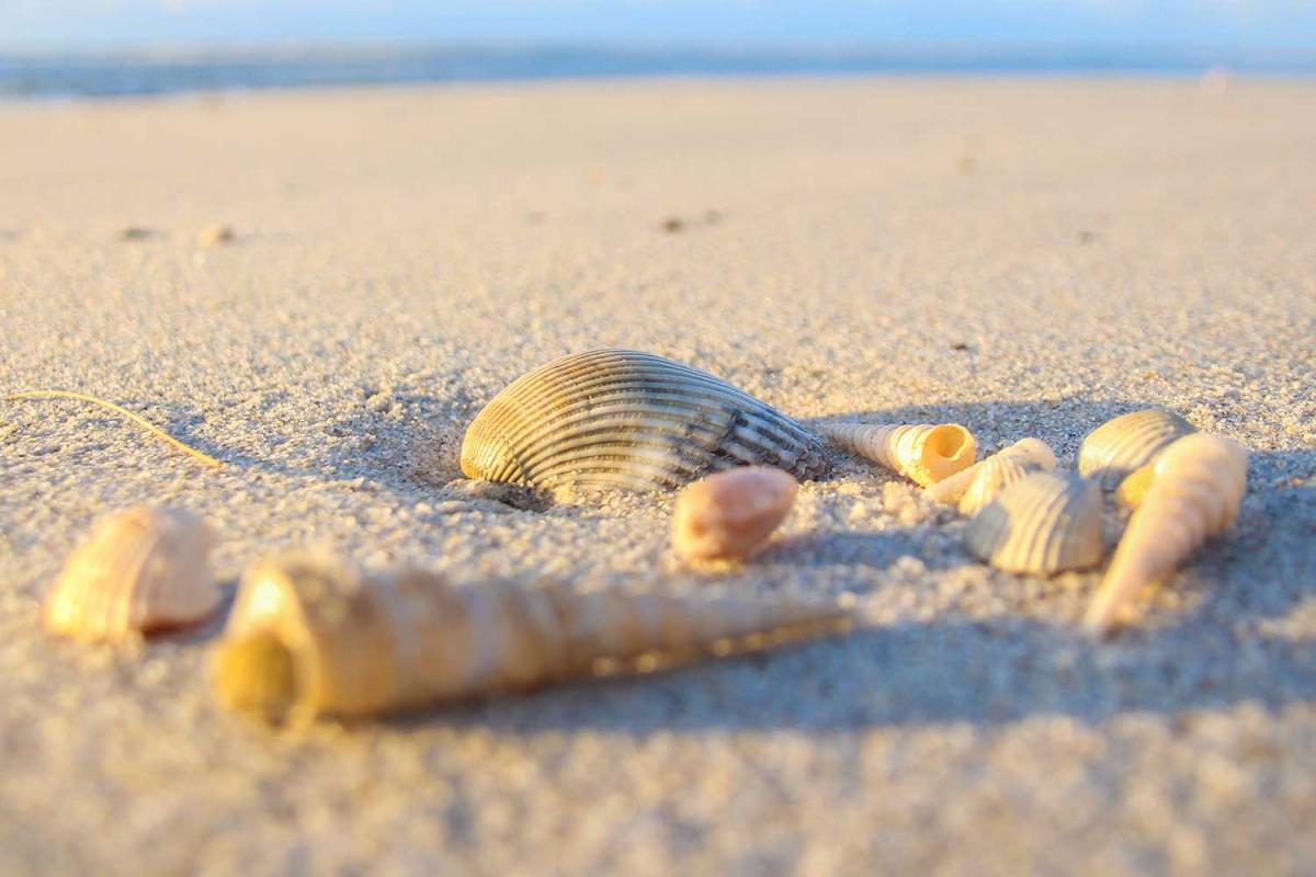 Seashell Day