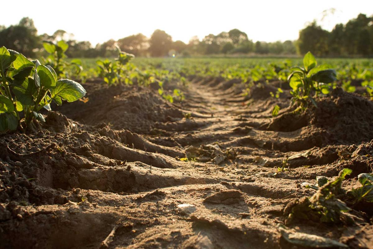 World Soil Day 