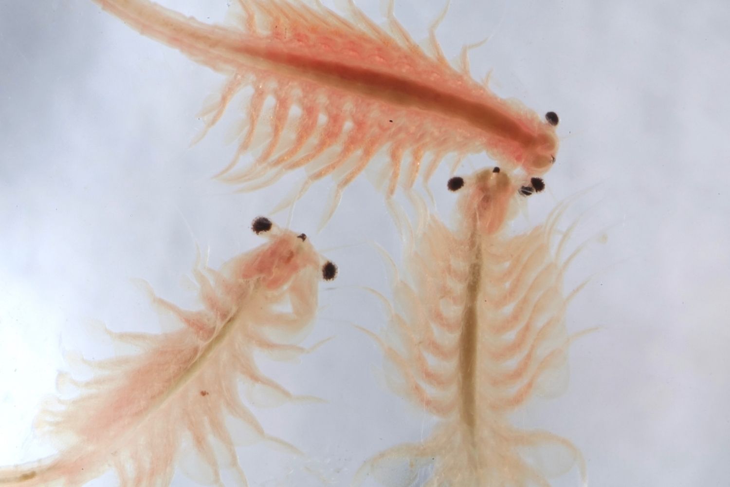 Sea Monkey Day Holiday Smart