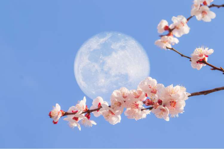 May Flower Moon