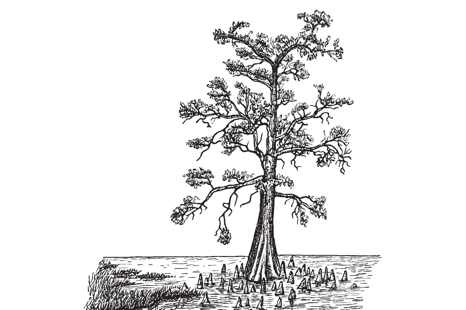 Bald Cypress Tree Day drawing