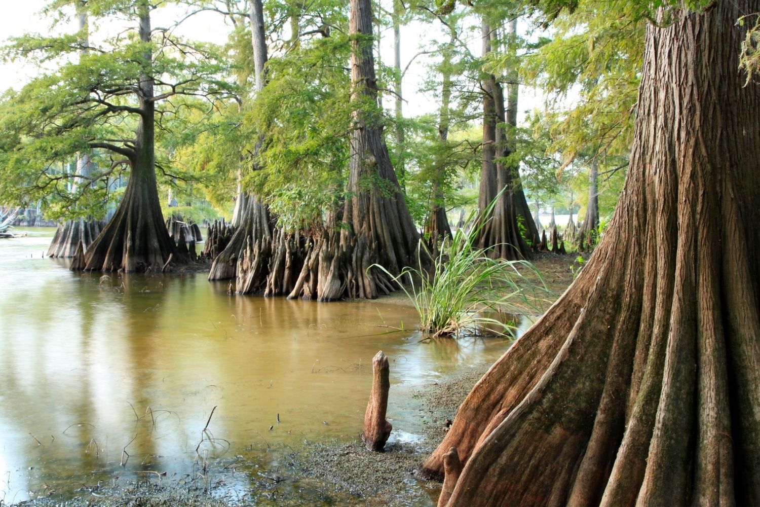 Bald Cypress Tree Facts