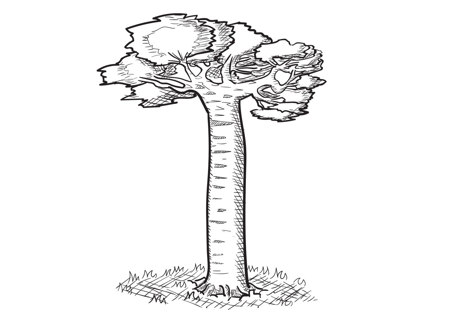 Baobab tree day
