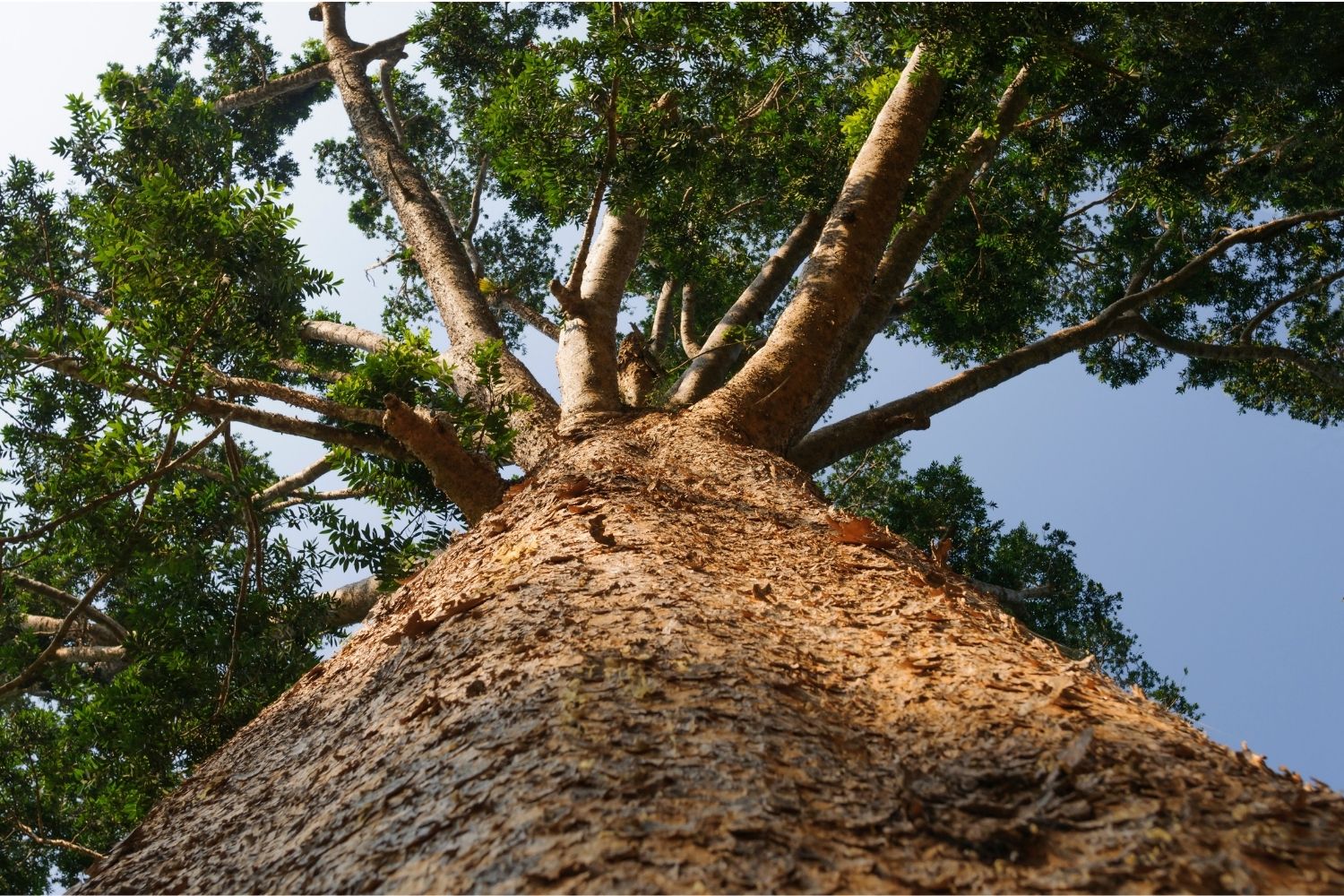 Kauri Tree Day