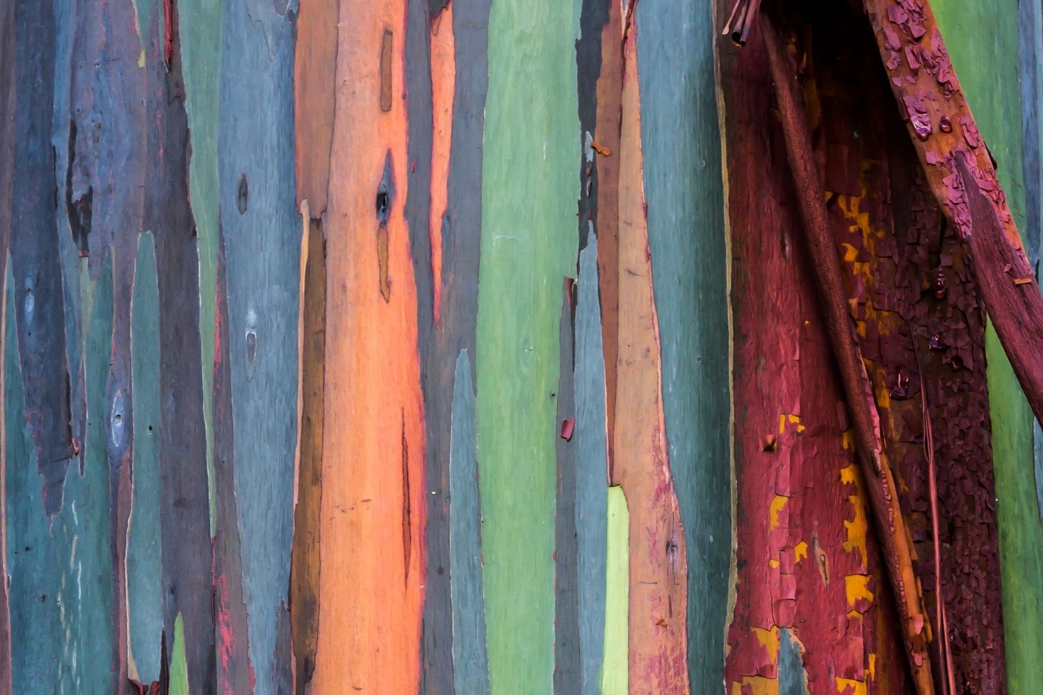 RAINBOW Eucalyptus Tree Day