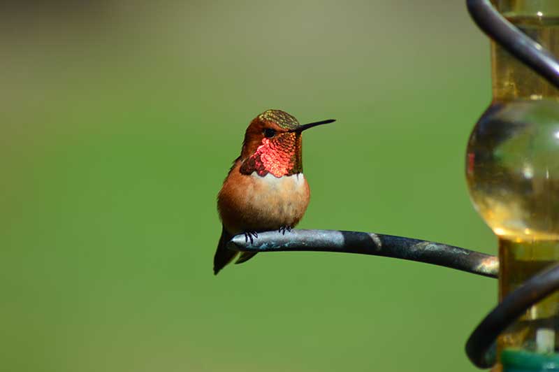 Hummingbird Day
