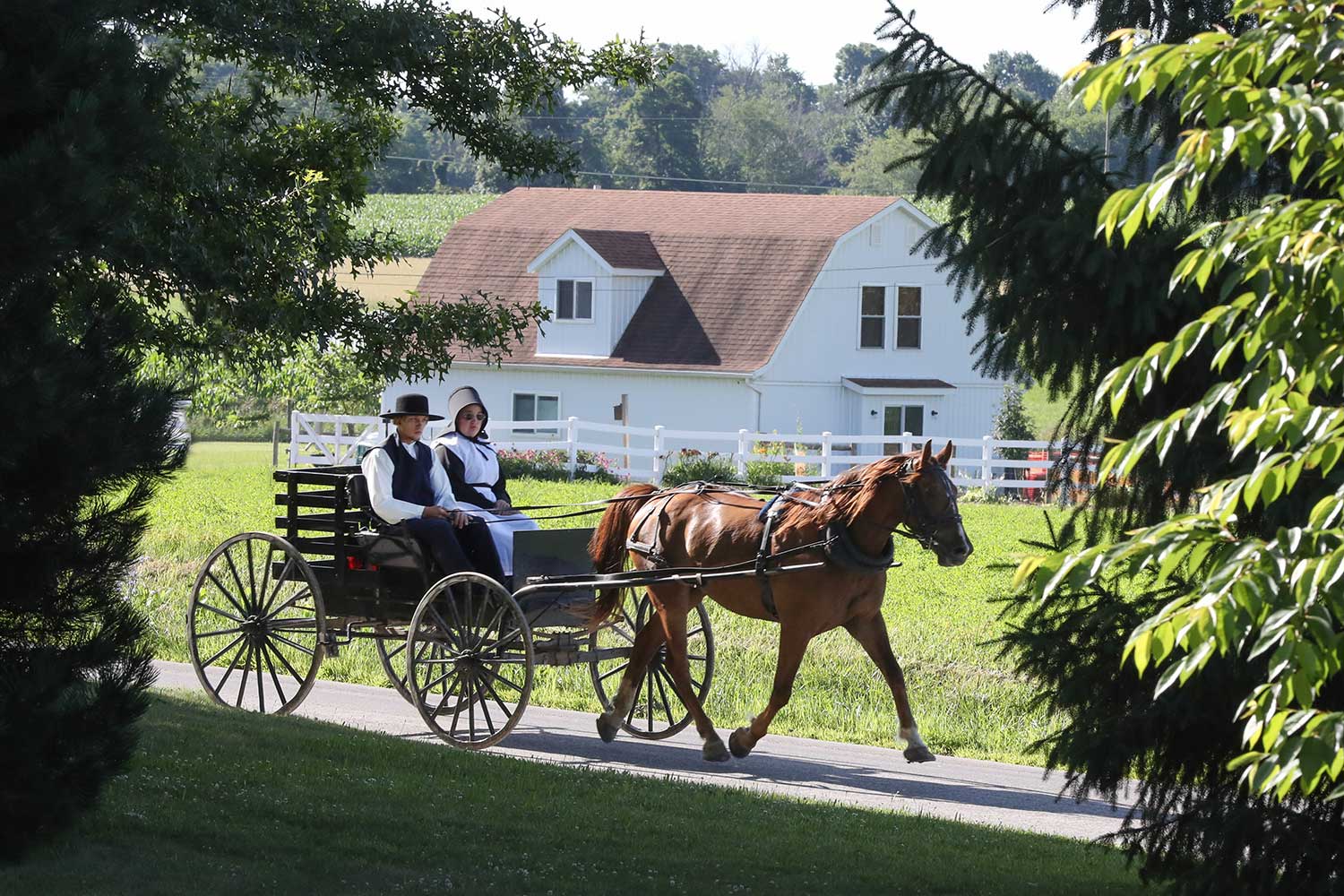 Mennonites Christmas