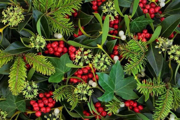 Christmas Traditions Holly & Ivy