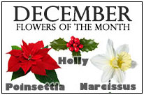 December Flowers