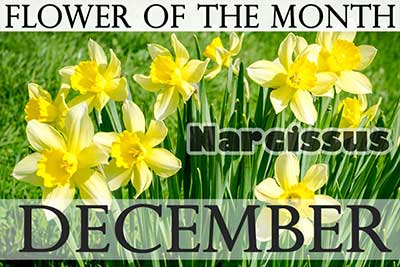 December Flower Narcissus