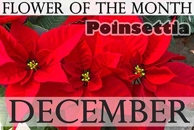dec_poinsettia400.jpg