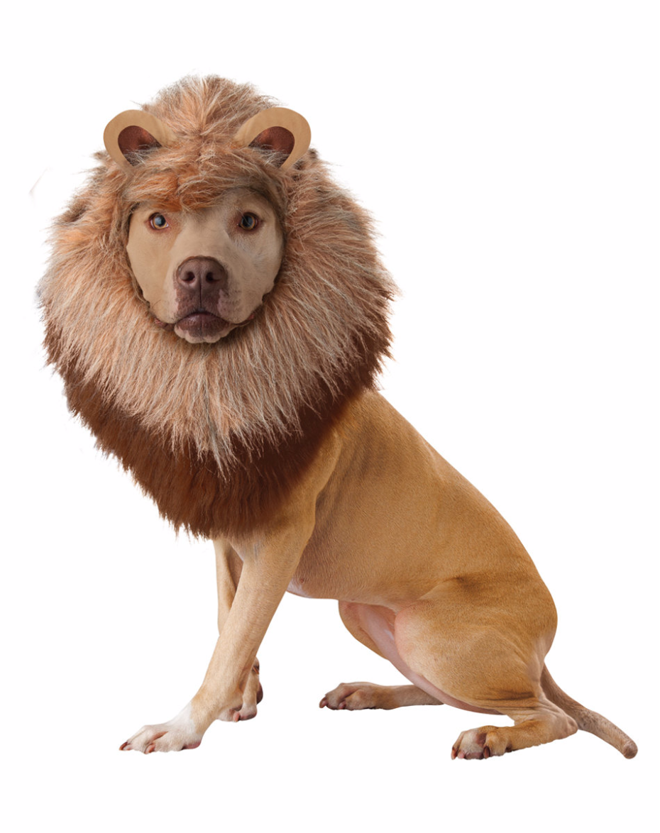 Lion costume