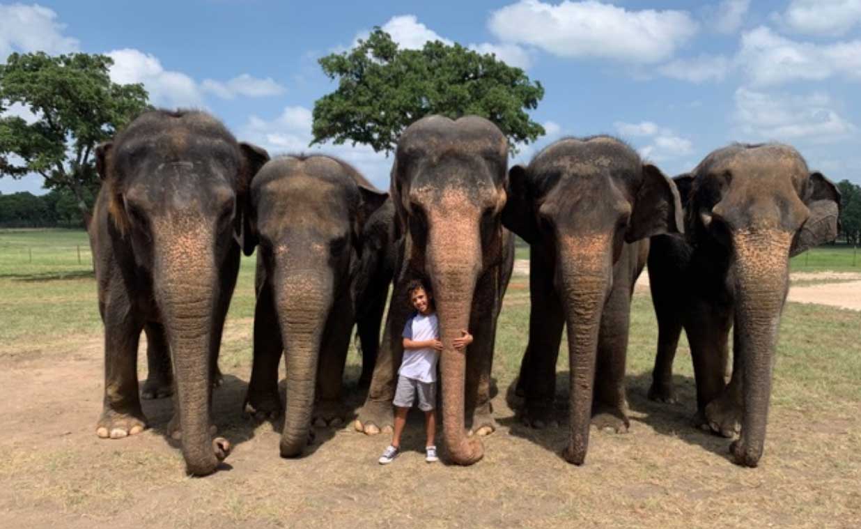 Elephant Appreciation Day Holiday Smart