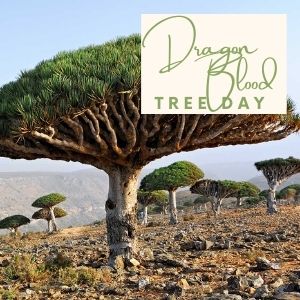 Epic Tree Holidays - Dragon Blood Tree Day
