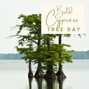 Epic Tree Holidays - Bald Cypress Tree Day