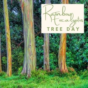 Epic Tree Holidays - Rainbow Eucalyptus Tree Day