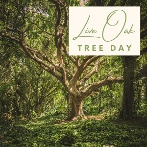 Epic Tree Holidays - Oak Tree Day