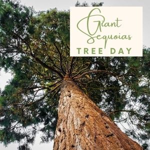 Epic Tree Holidays - Giant Sequoia Tree Day
