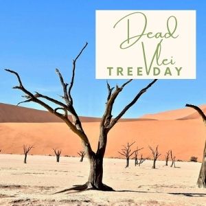 Epic Tree Holidays - Dead Vlei Tree Day