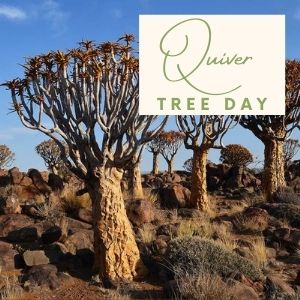Epic Tree Holidays - Quiver Tree Day